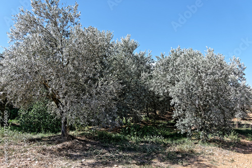 verger de culture d'oliviers à Saint-Gilles dans le Gard - France photo