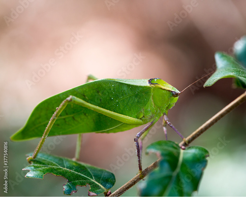 Katydid Insect Stock Photos. Katydid Insect on a branch tree with a blur background in its habitat and environment. Image. Picture. Portrait.