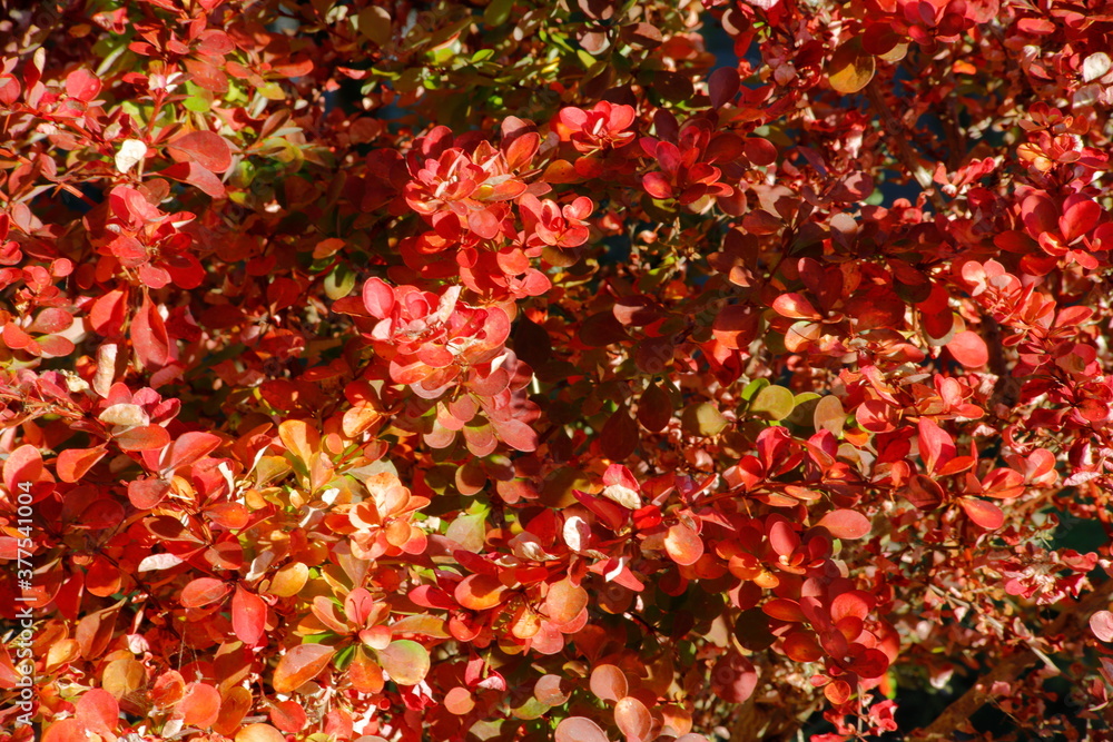 Autumn is coming with him the beautiful colors
Autumn is coming with him the beautiful colors