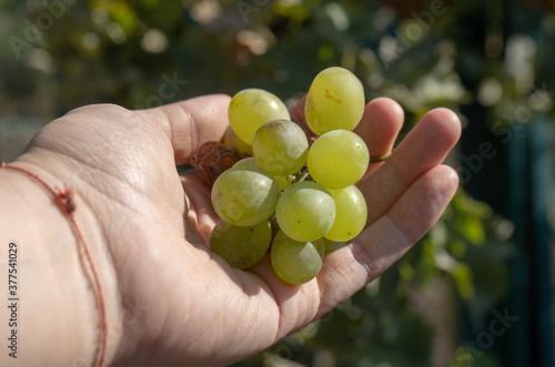 White wine grape harvest in a garden in a hand
