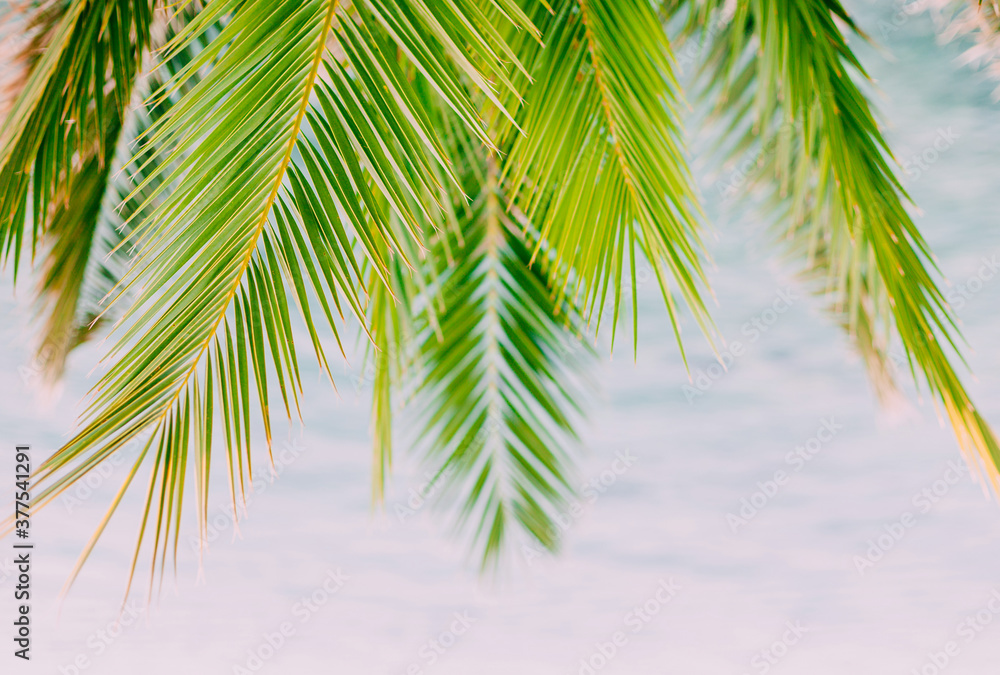 Fototapeta premium Palm branches on bright blue sky. Copy space. Summer mood, tropical island.