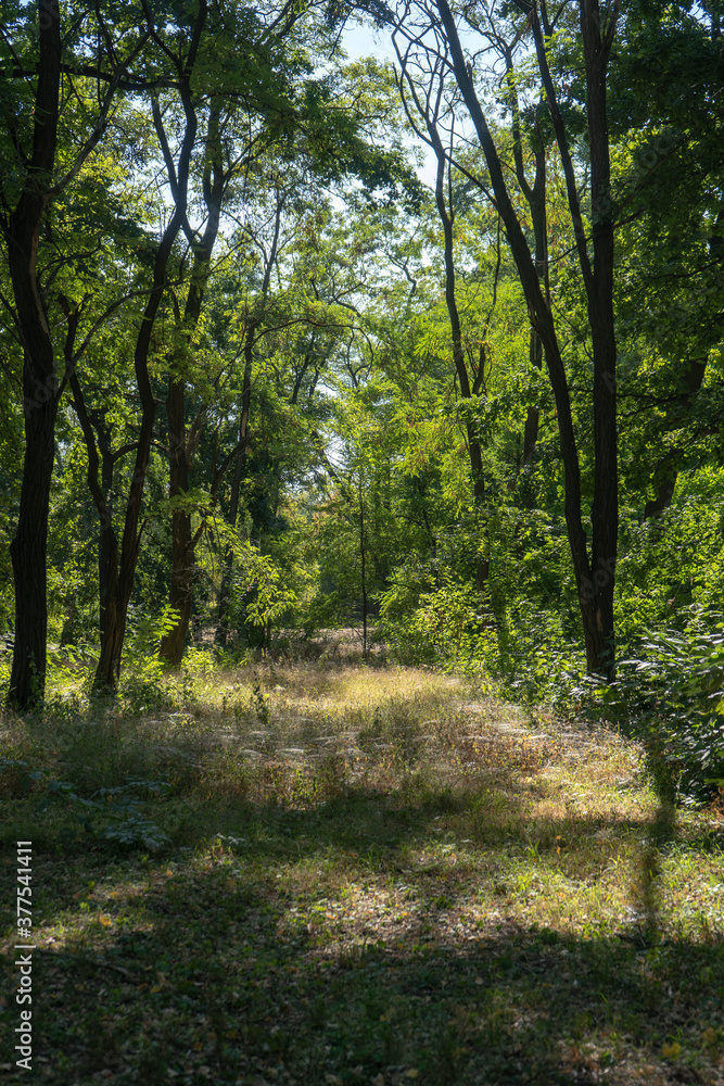 Park landscape with trees and green grass with spider web on it