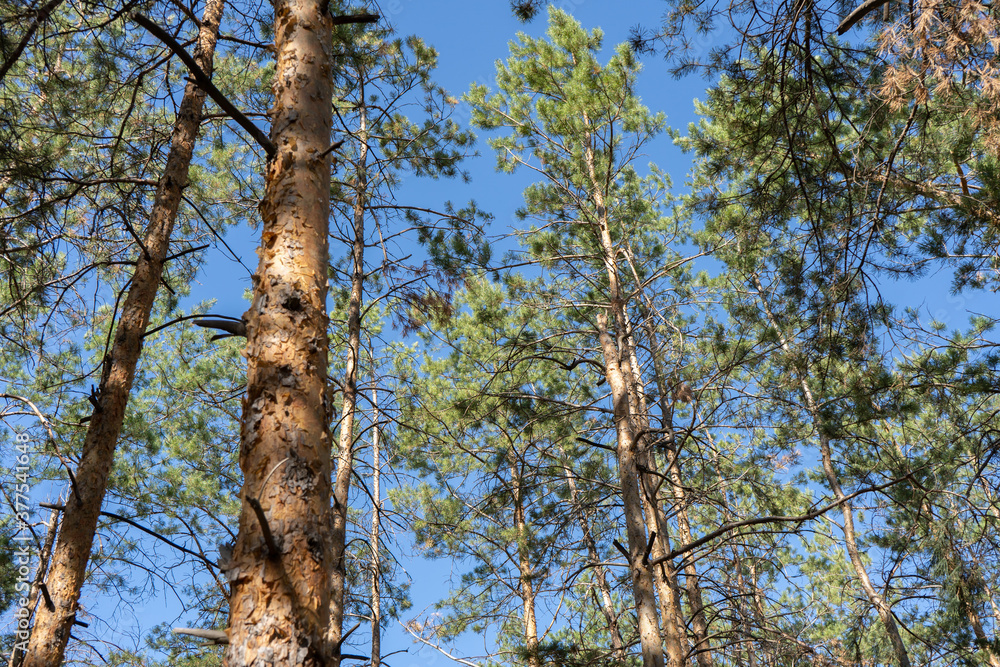 Fototapeta premium Evergreen tops of the pines from above on the blue sky background