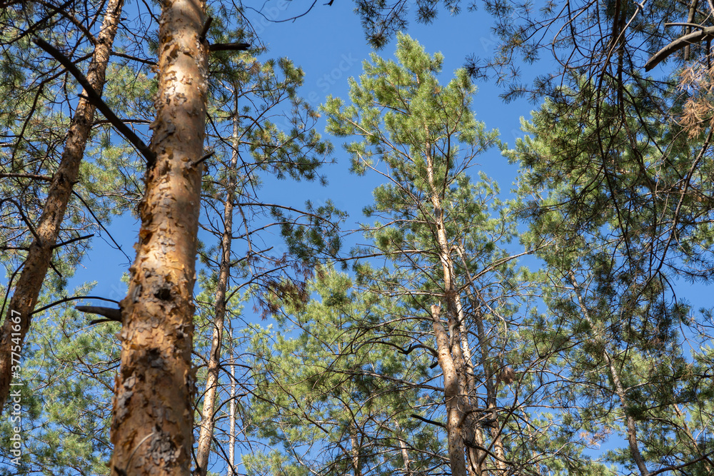 Fototapeta premium Evergreen tops of the pines from above on the blue sky background
