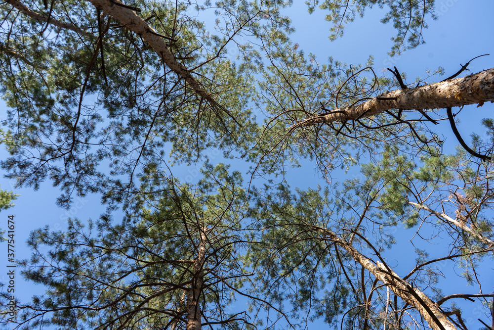 Evergreen tops of the pines from above on the blue sky background Evergreen tops of the pines from above on the blue sky background