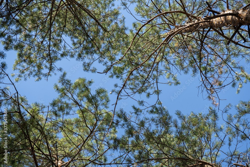 Evergreen tops of the pines from above on the blue sky background Evergreen tops of the pines from above on the blue sky background