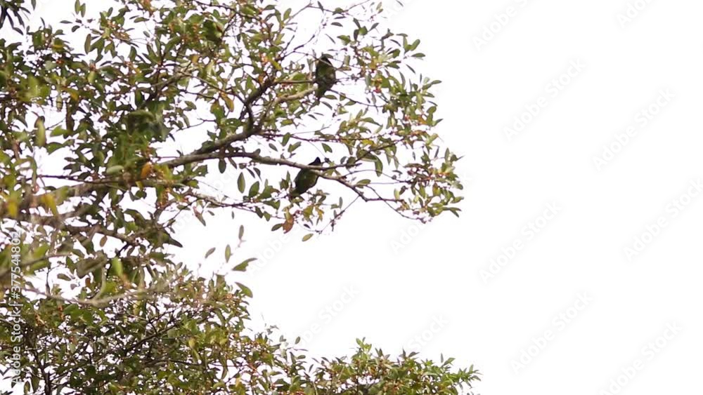 Red-lored amazon parrots playing in tree branches Red-lored amazon parrots playing in tree branches
