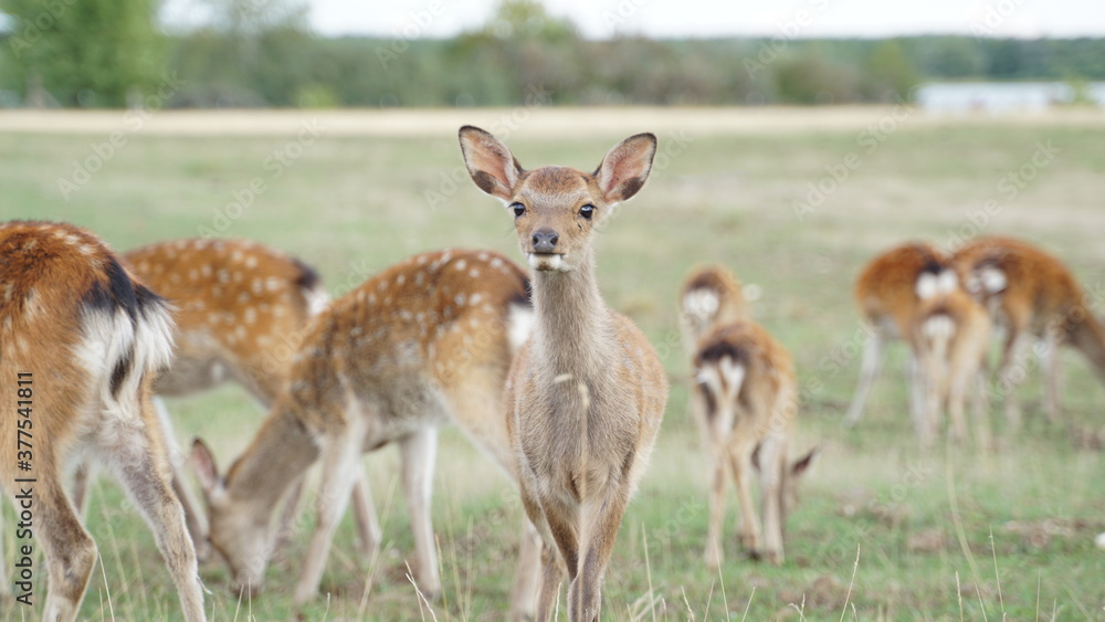 white tailed deer in the grass