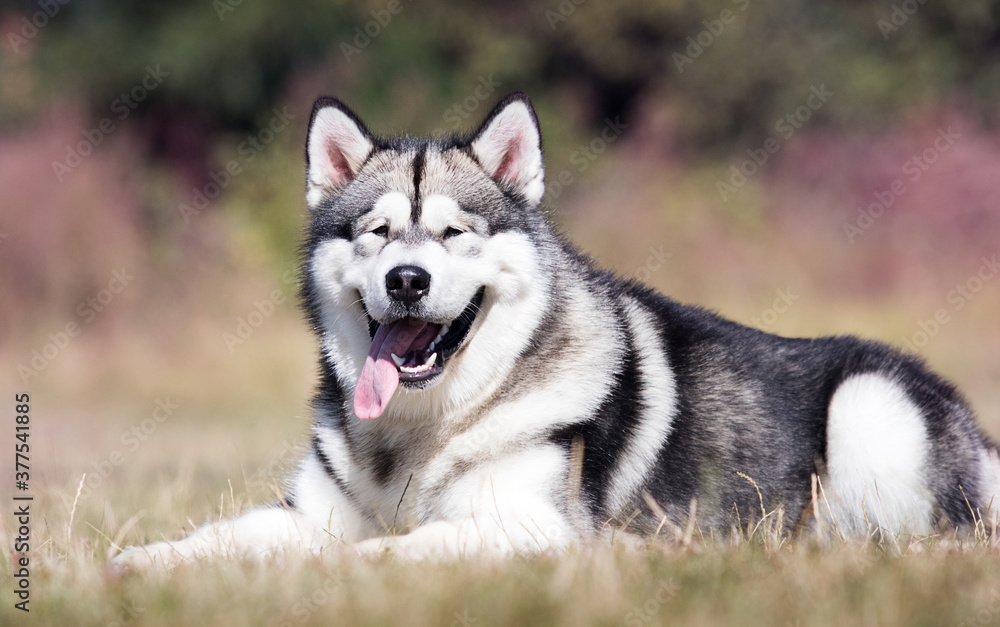 large dog malamute breed lies on the grass