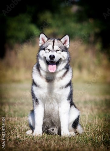 large dog malamute sitting on the grass