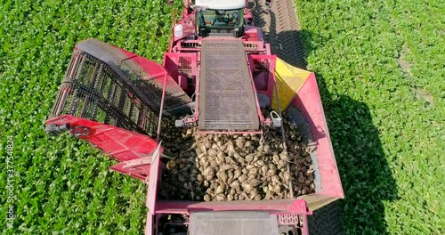 Farmers harvest sugar beet in a country field. Sugar beet harvest with a Sugarbeet harvester an agricultural machine.