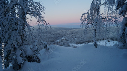 winter sunset in the forest