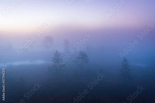 Soft morning light in fog in autumn at forest bog