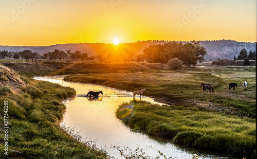 Photos Horses crossing the Belle Fourche River as the sun is rising over a distance hil