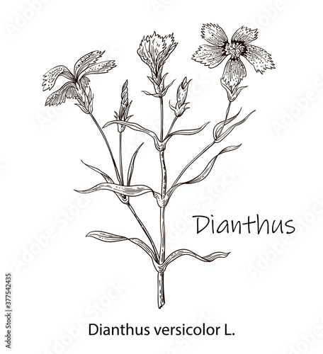 Vector hand drawn herb. Botanical plant illustration. Vintage medicinal herb sketch. Dianthus.