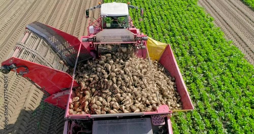 Farmers harvest sugar beet in a country field. Sugar beet harvest with a Sugarbeet harvester an agricultural machine.