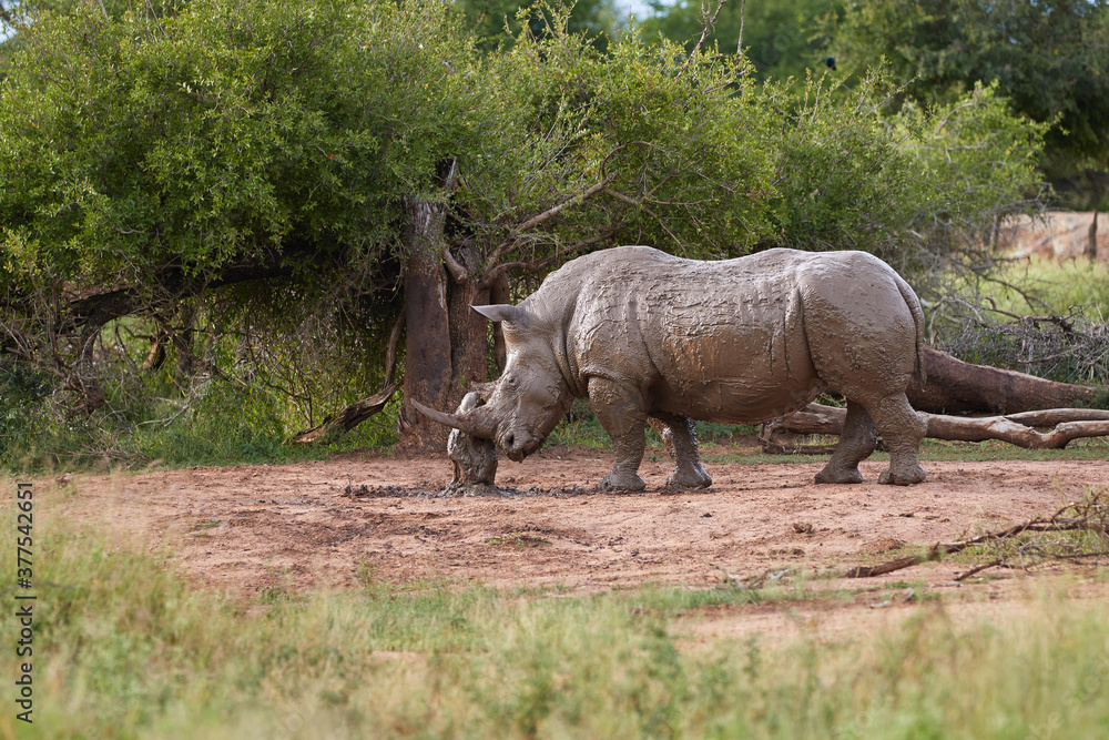 Fototapeta premium Muddy rhino scratching himself to a tree trunk