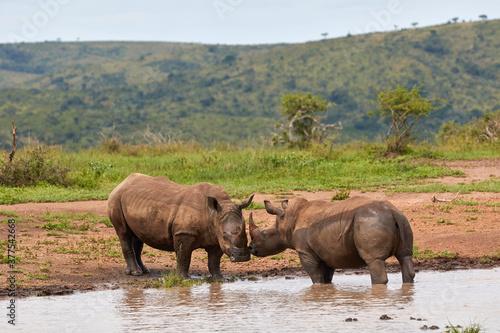 Two white rhinos standing in the water