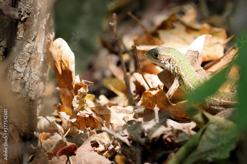 Young female green lizard