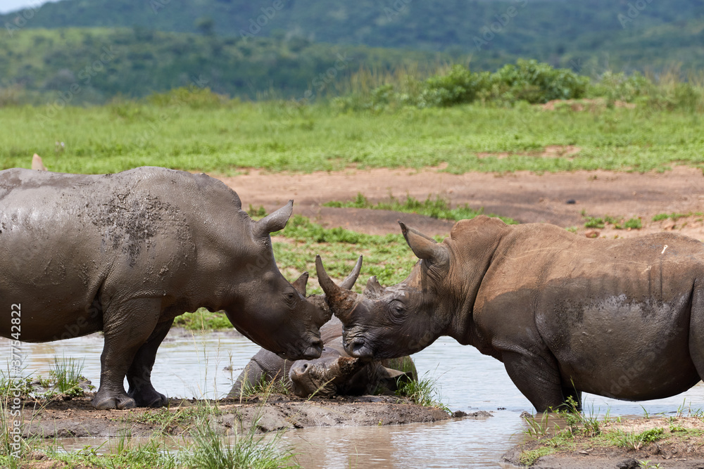 Two white rhinos standing in the water Two white rhinos standing in the water