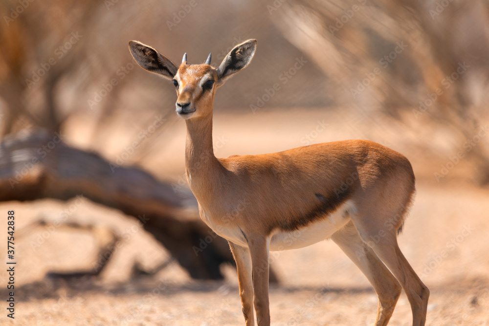A young Arabian Gazelle takes a look at its surroundings. A young Arabian Gazelle takes a look at its surroundings.