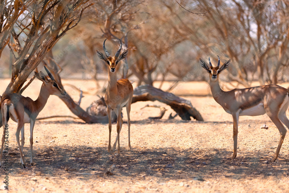 Three Arabian Gazelles gathered around to have a chat. Three Arabian Gazelles gathered around to have a chat.