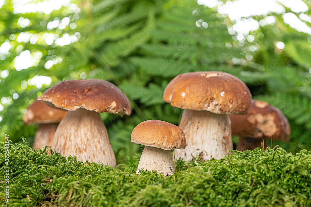 edible mushrooms - Boletus edulis in forest edible mushrooms - Boletus edulis in forest