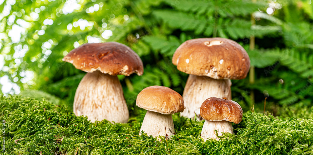 edible mushrooms - Boletus edulis in forest edible mushrooms - Boletus edulis in forest
