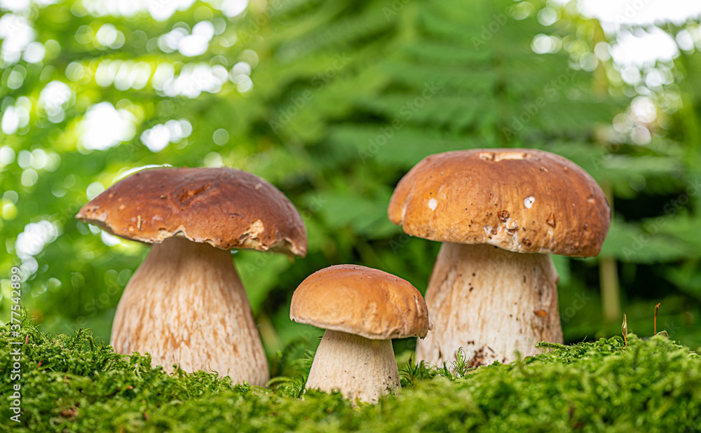 edible mushrooms - Boletus edulis in forest edible mushrooms - Boletus edulis in forest