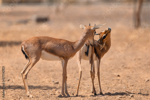 Two young Arabian Gazelles play with each other in the wild.
