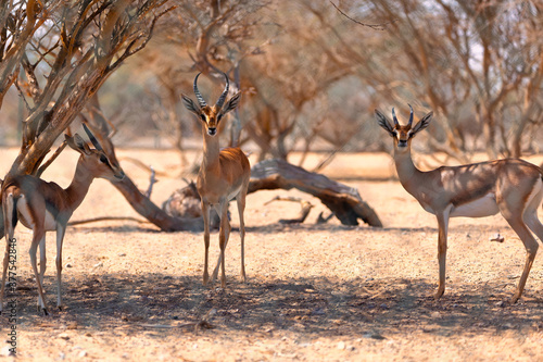 Three Arabian Gazelles gathered around to have a chat.