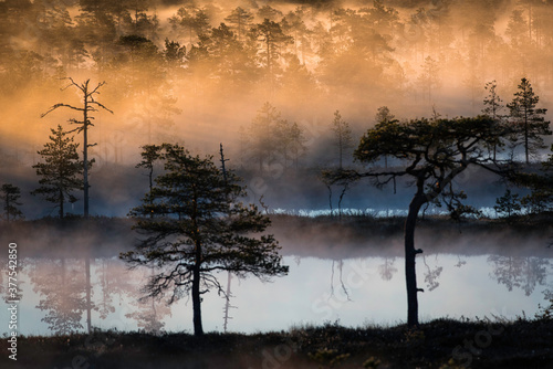 Morning light in bog with pockets of mist