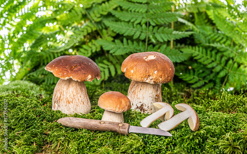edible mushrooms - Boletus edulis in forest