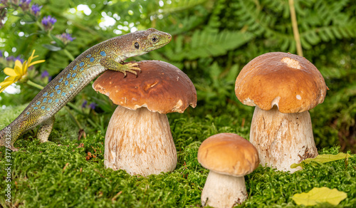 cute lizard in forest still life with mushrooms