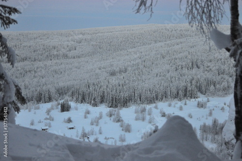 snow covered trees in winter