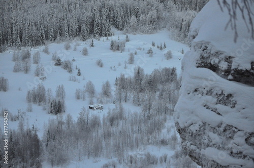 snow covered trees in winter
