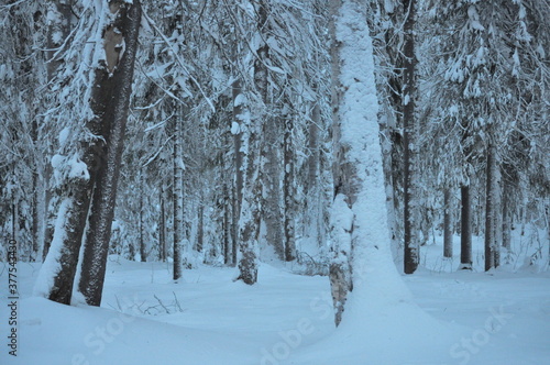 snow covered trees in winter