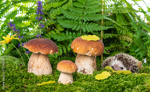 Hedgehog in forest with mashrooms