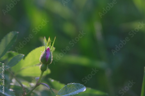 wild rose bud © Mara