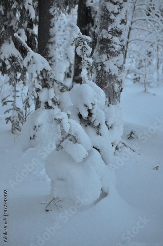 snow covered trees
