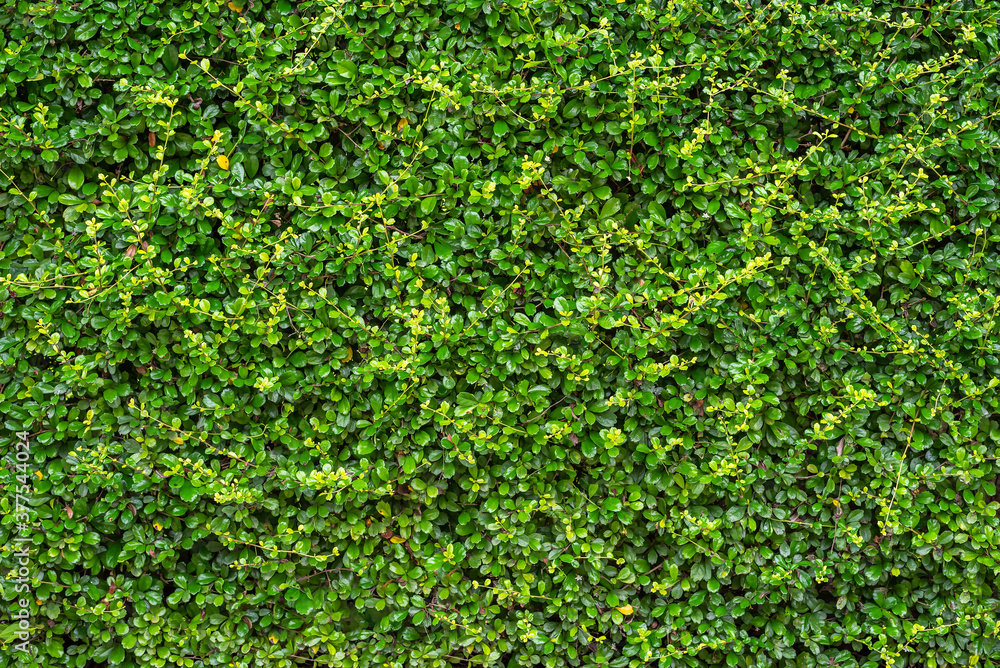Beautiful green leaves wall of rural country house seamless background wallpaper and texture. Beautiful green leaves wall of rural country house seamless background wallpaper and texture.
