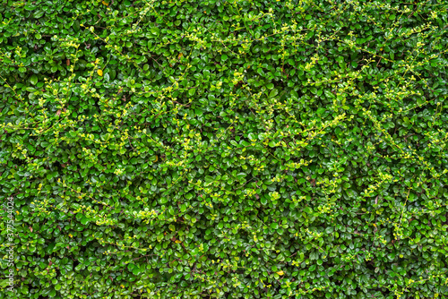 Beautiful green leaves wall of rural country house seamless background wallpaper and texture.