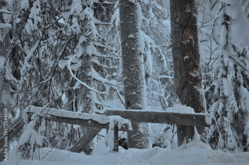 snow covered wood