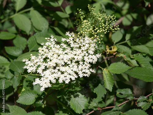 The sambucus nigra flowers during summer