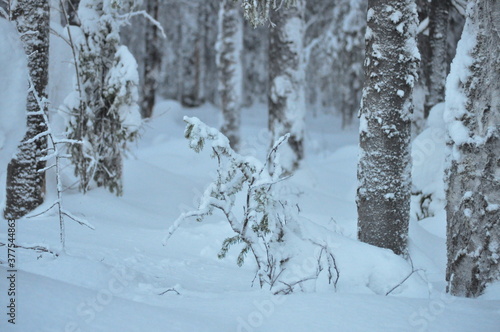 snow covered trees in winter