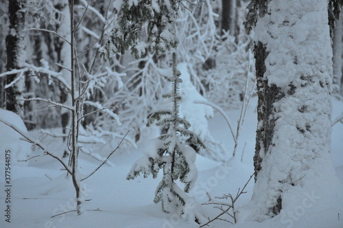 snow covered trees
