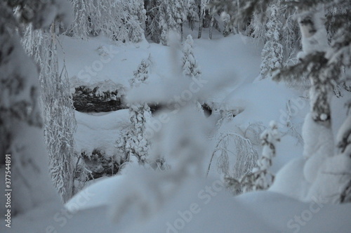 snow covered tree