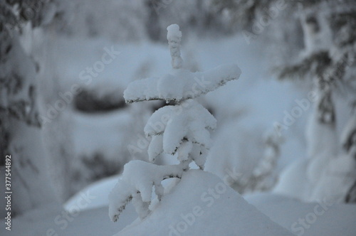 snow covered trees in winter