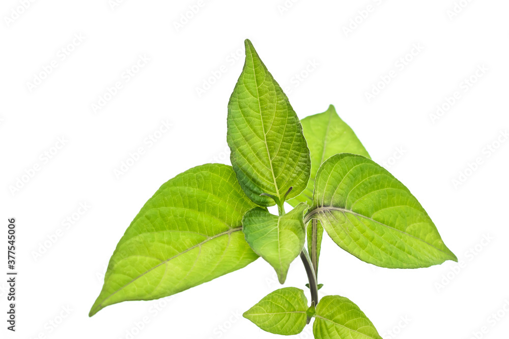 Fototapeta premium green leaves on white background save work path