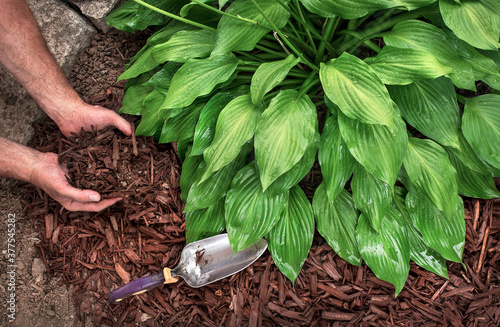 Closeup man's hands spreading brown bark mulch around hosta plant in garden, hostas, landscaping, decorative, shade plant, planting, close-up, yard, lawn, moisture photo